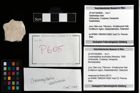 Foto (Objekt + Etikett) von Cracensigillatus acutirostris (Moericke, 1889)  (NHMW-GEO-2014-0194-0605)